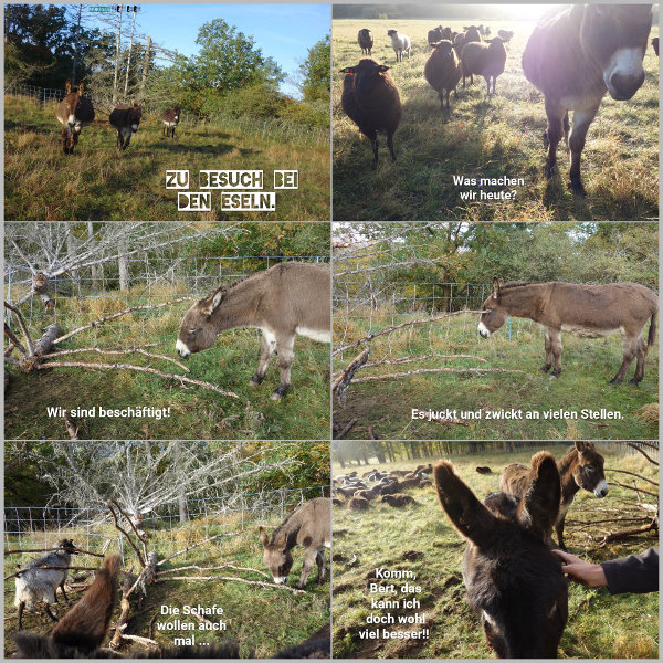 20251017_bei-den-eseln_600