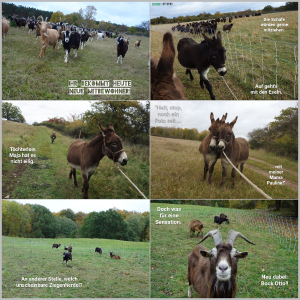 20251024_neue-mitbewohner_600