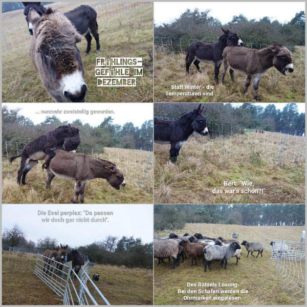 20251212_fruehlingsgefuehle_600 20251212_fruehlingsgefuehle_600