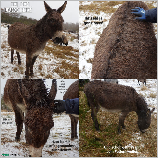 20260102_bei-den-eseln_600 20260102_bei-den-eseln_600