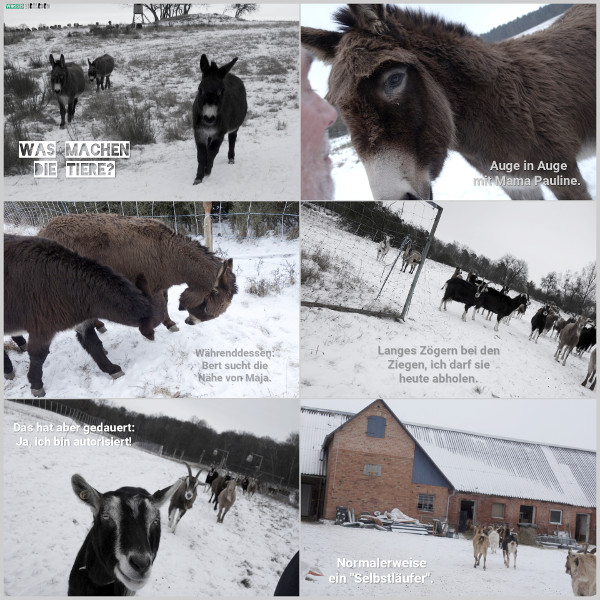 20260109_was-machen-die-tiere_600 20260109_was-machen-die-tiere_600