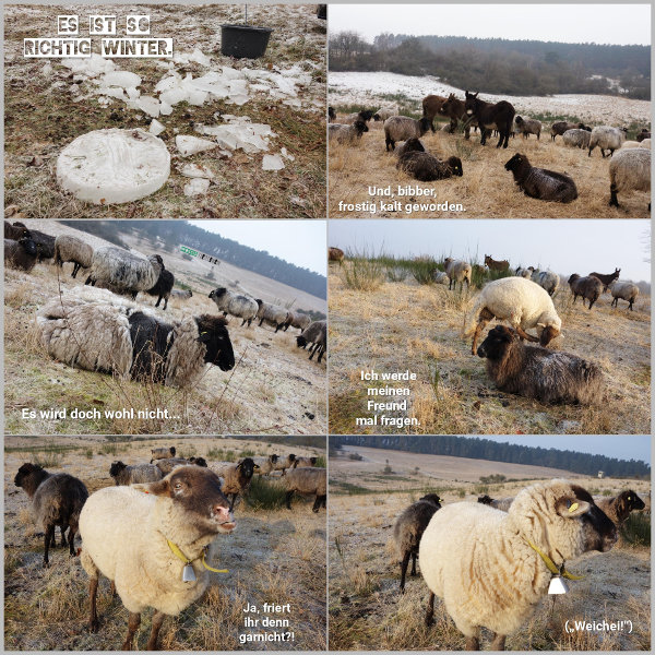 20260123_frostig-kalt_600