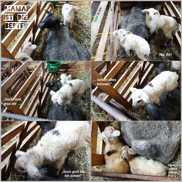 20260215_mama-ist-die-beste_600