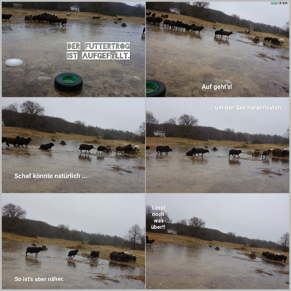 20260222_futtertrog-aufgefuellt_600