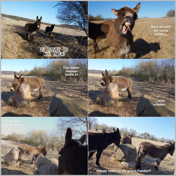 20260306_selbst-ist-der-esel_600