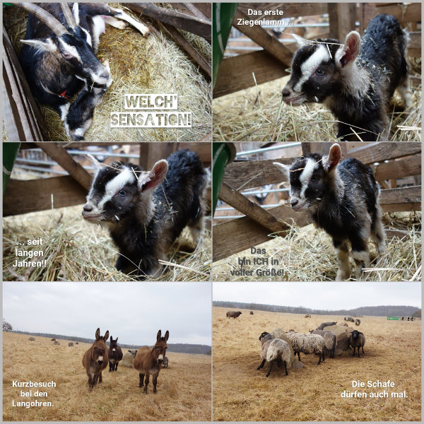 20260320_erstes-ziegenlamm_600