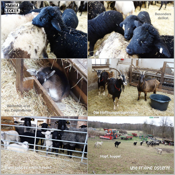 20260403_hmm-lecker_600