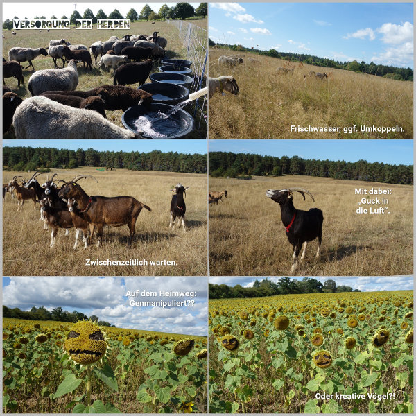 20260821_versorgung-der-herden_600