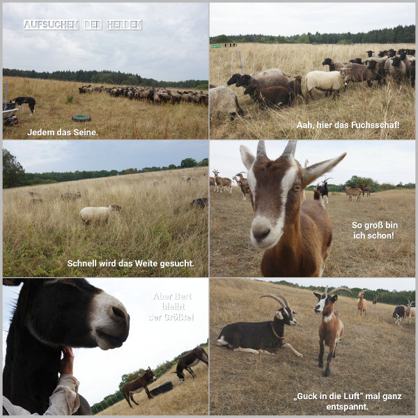 20260828_aufsuchen-der-herden_600